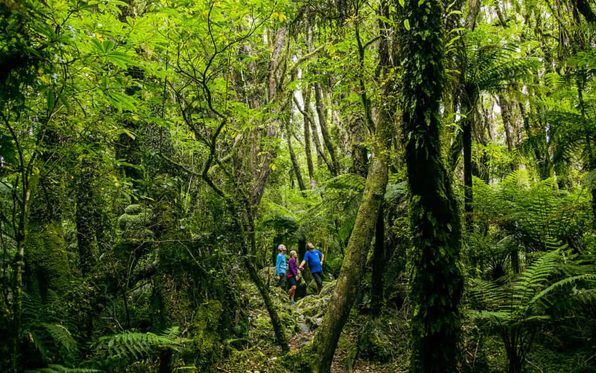 Ein Regenwaldweg auf der Bodentour nahe dem Fox Glacier